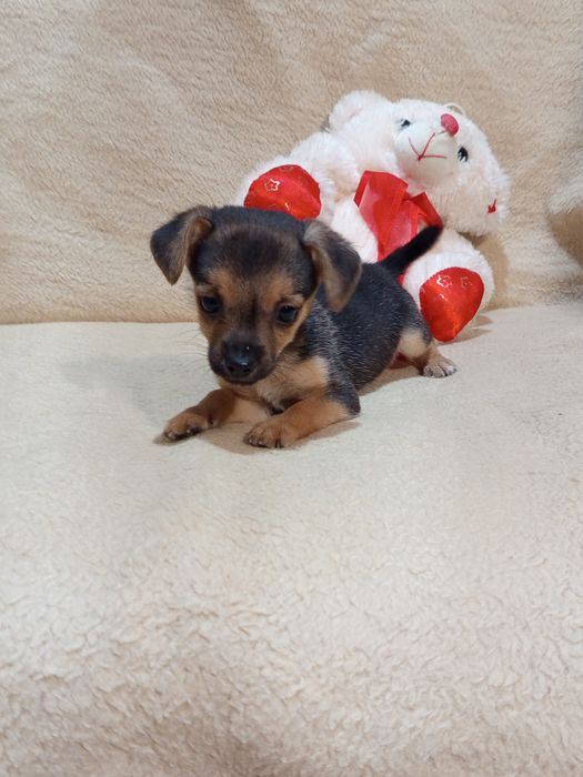 Мальчик Той терьер.