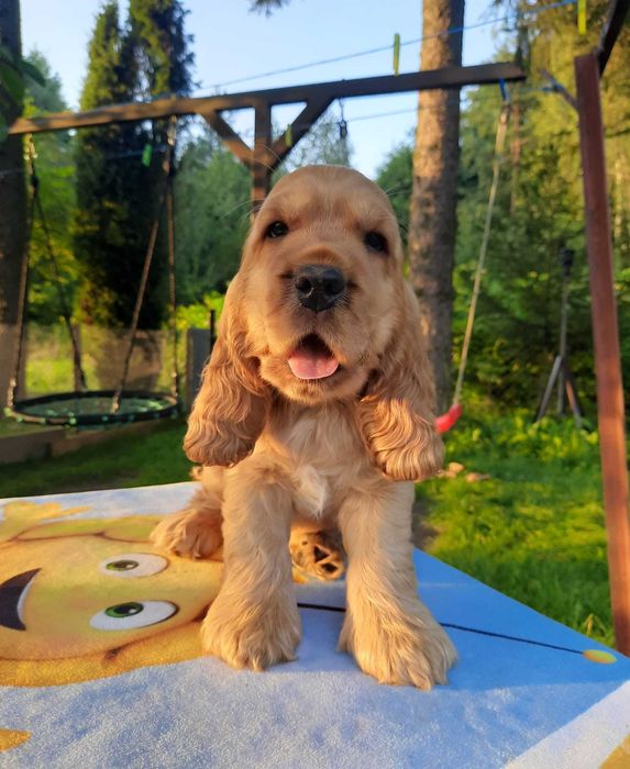 Cocker Inglês dourado