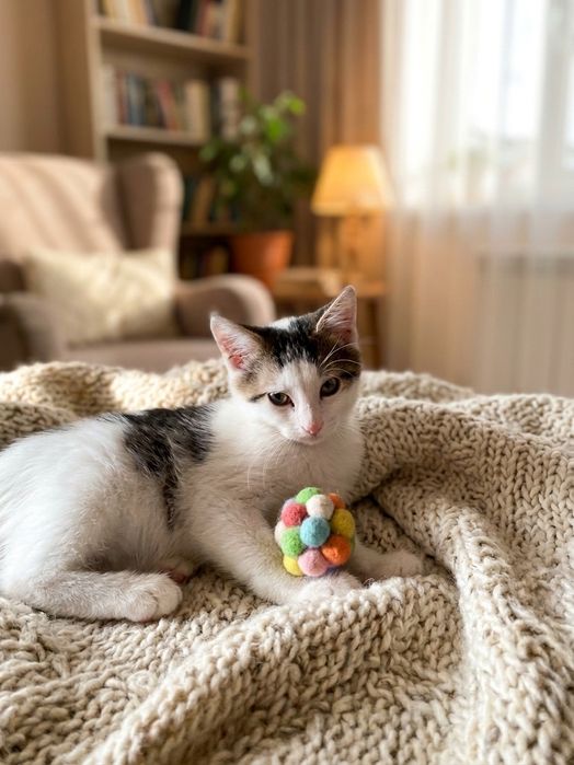 Кошенята, що дарують любов!