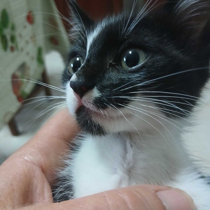 Gatinhos bebes muito meigos
