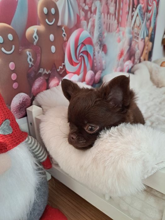 Czekoladowy piesek Chihuahua