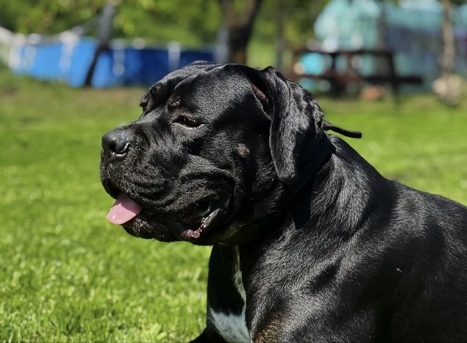 Cane Corso szczeniak