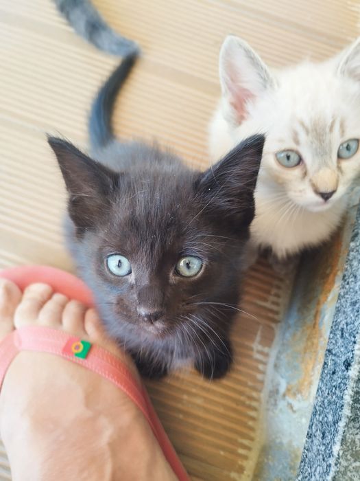 Gatinhos para adoção responsável