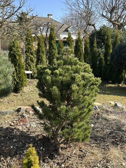 Oddam rosliny na ogrod