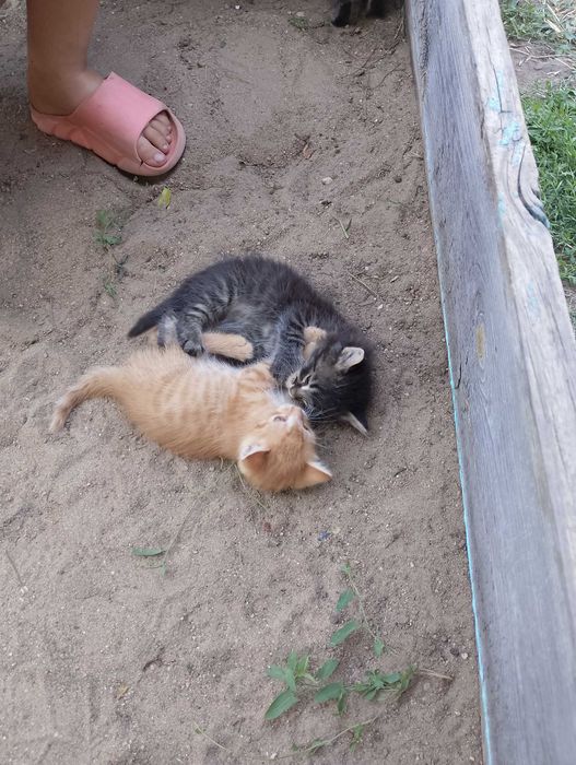 Кошенята маленькі