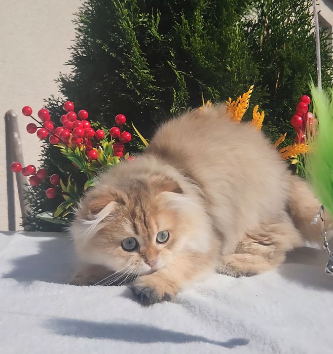 Шотландська золота шиншила
