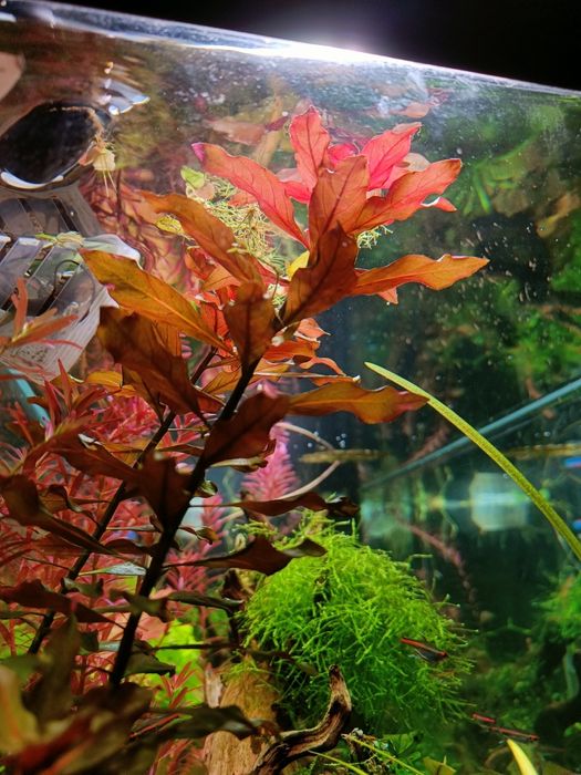 Planta aquática Ludwigia repens