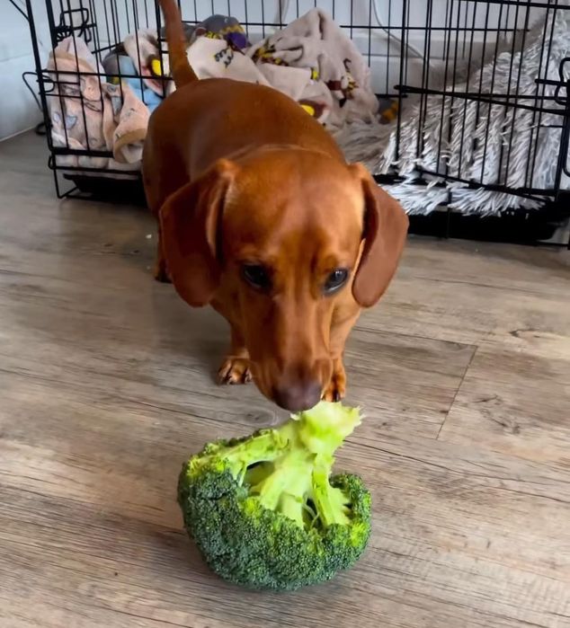 Мініатюрні чистокровні таксики.