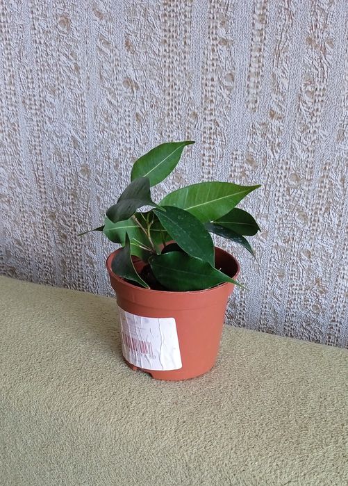 Фікус бенджаміна Даніель