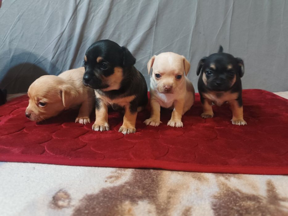 Продам щенков мелкой породы