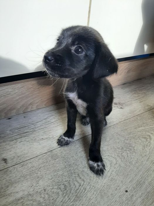 Щенок. Девочка. 2,5 месяца.