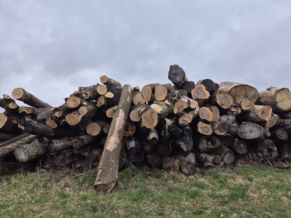 Jesion tartaczny, drewno,dłuzyca