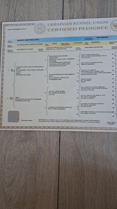 Кавалер кінг чарльз спаніель вязка