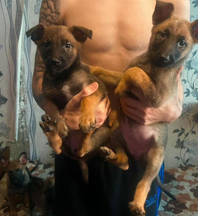 Малыши бельгийской овчарки