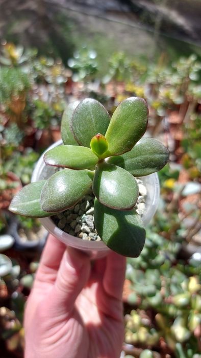 Crassula Roger Hyan  rare crassula*
