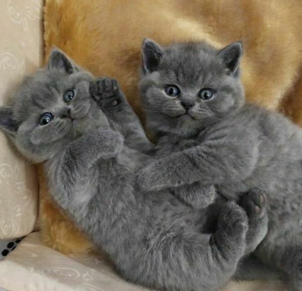 Плюшевые с документами котята, для Вас))