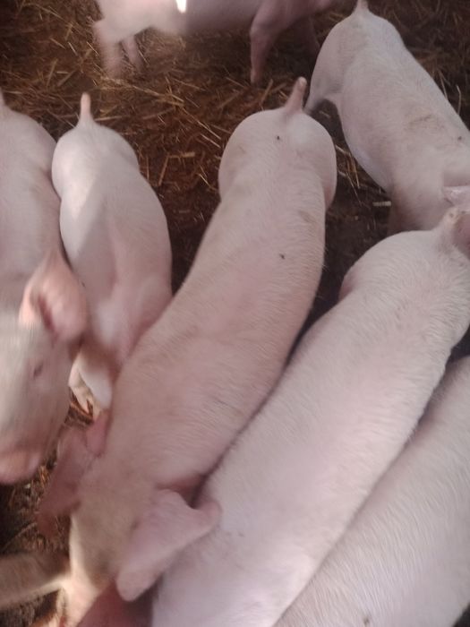 Продам маленькі поросята віком 6 неділь