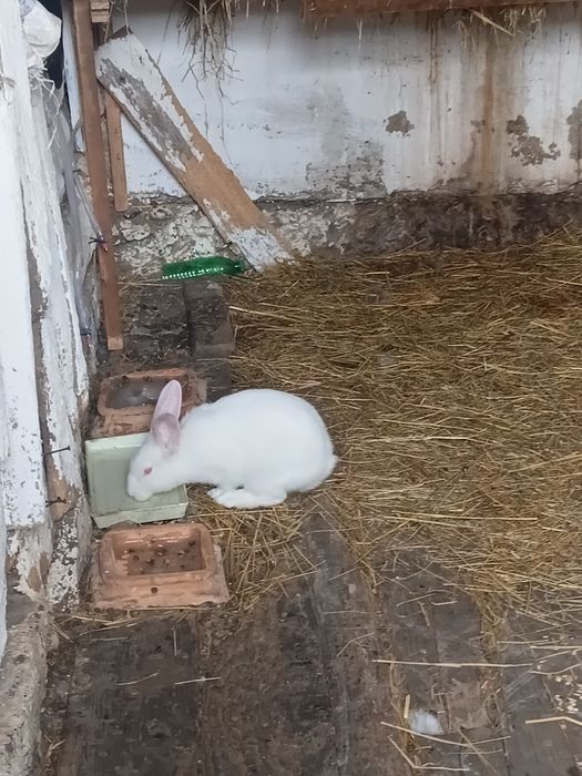 Продаю кроликів від маленького до дорослого