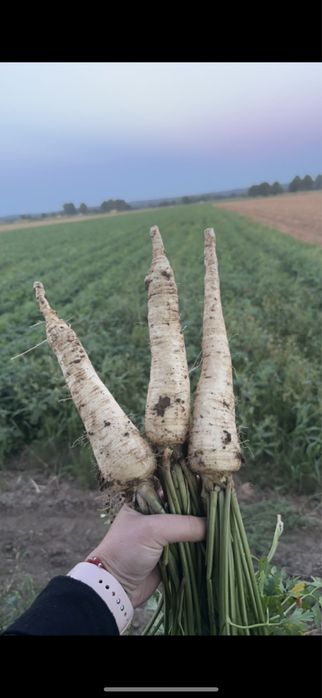 Pietruszka, odmiana eaglo.