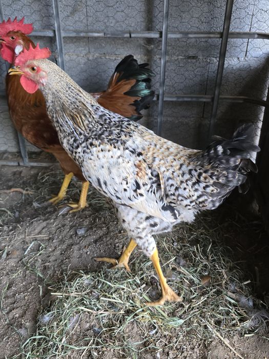 Galos jovens bonitos e saudáveis