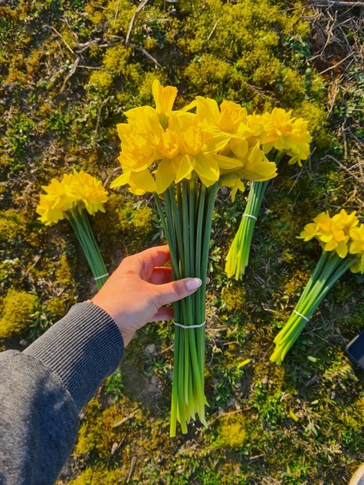 Żonkile świeżo cięte