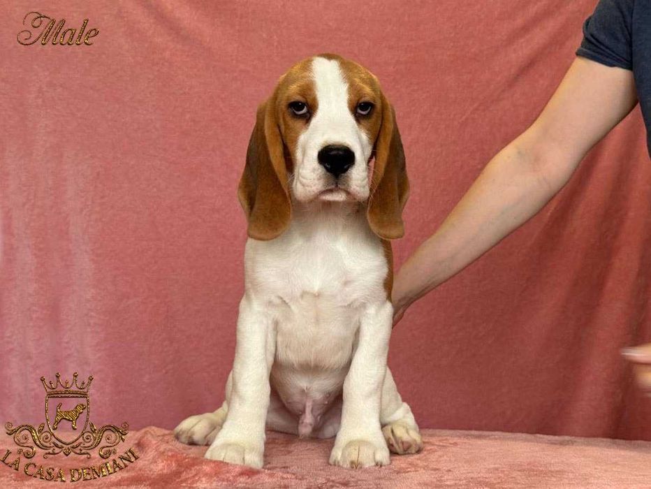 Дуже гарні цуценята бігль з розплідника КСУ (карантин пройден!)