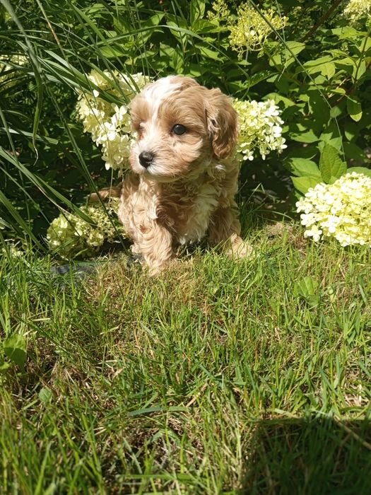 Maltipoo f1 przepiękny chłopiec