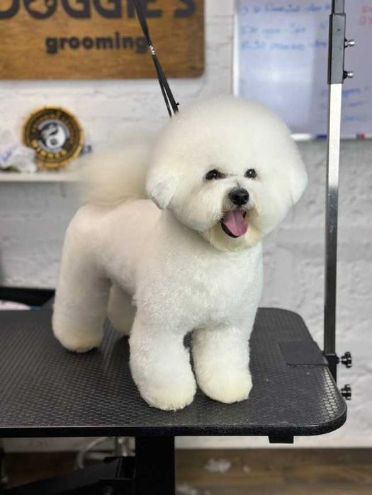 Хлопчик Бішон Фрізе,КСУ,12 місяців / Bichon Frize boy,UKU,12 months