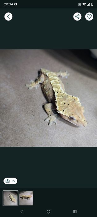 Samica gekona orzęsionego