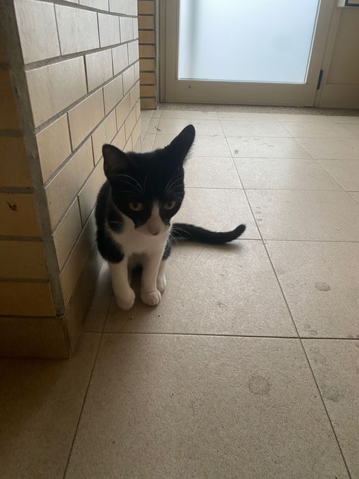 Doação Filhote de Gatinho