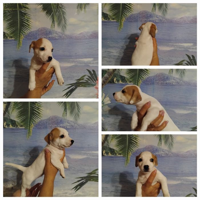 Джек Рассел терьер!