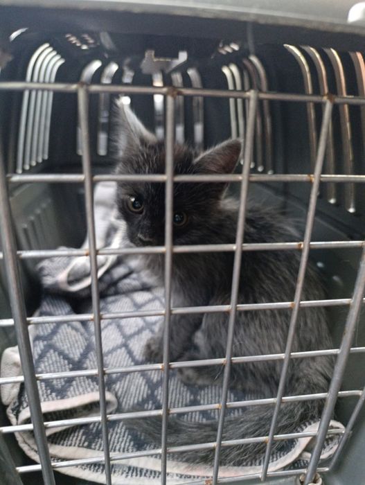 Кошеня. Кіт. Киця.