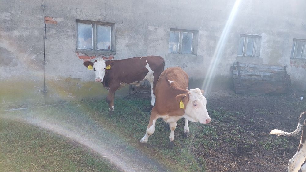 Cielęta jalówki odsadki 100% simental