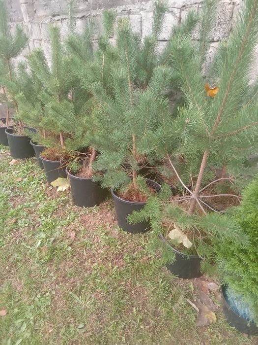 Саджанці сосна звичайна!
