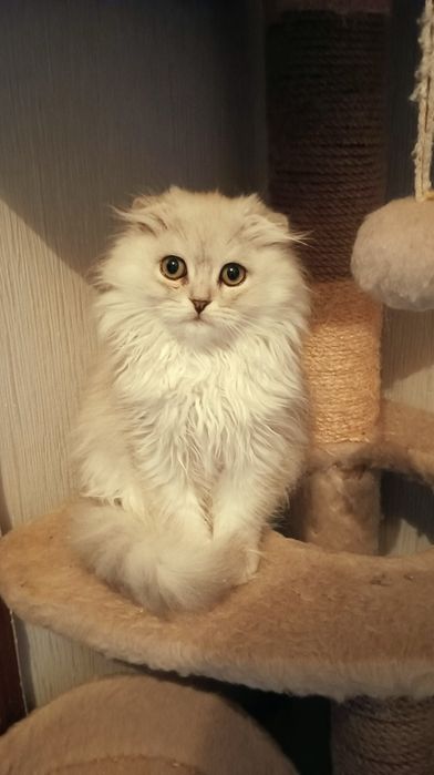 Шотландка длинношерстая мальчик 3мес Скотіш фолдмальчик