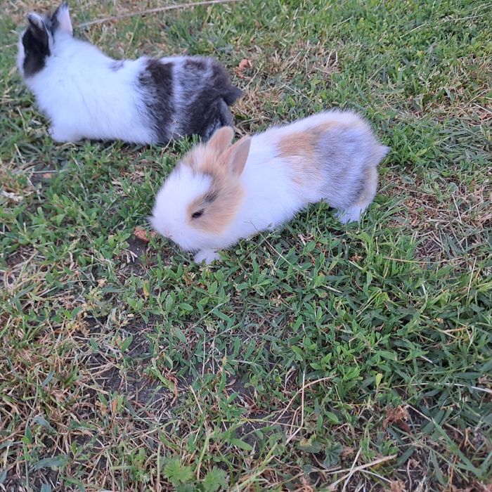 Sprzedam króliczki miniaturki