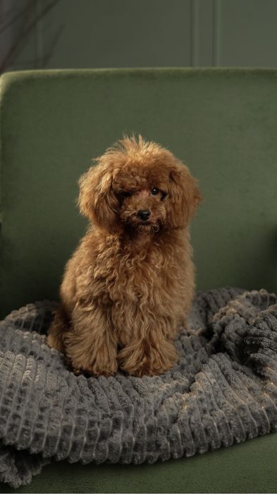 Продаються цуценята Той пуделя