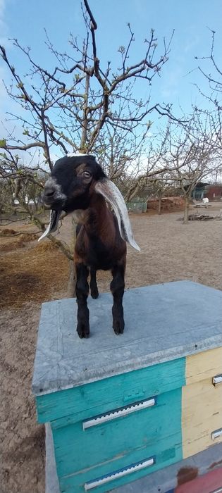 Англо-нубійський цап