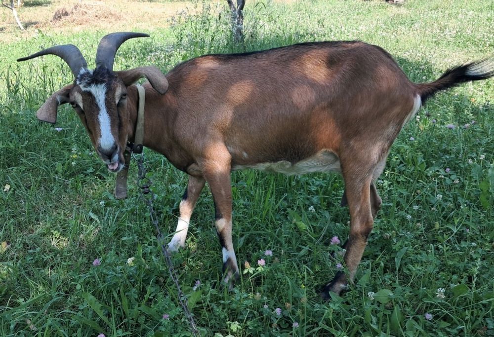 Коза Нубійська...