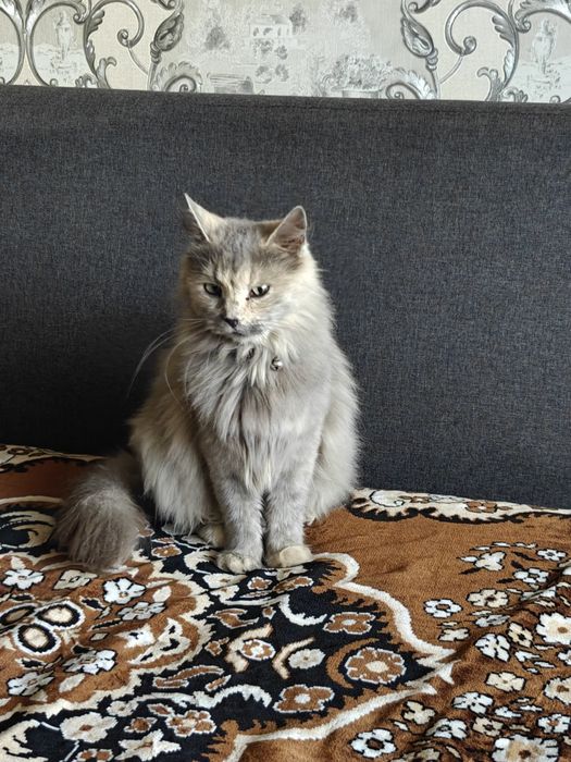 Кошечка, кіця домашня