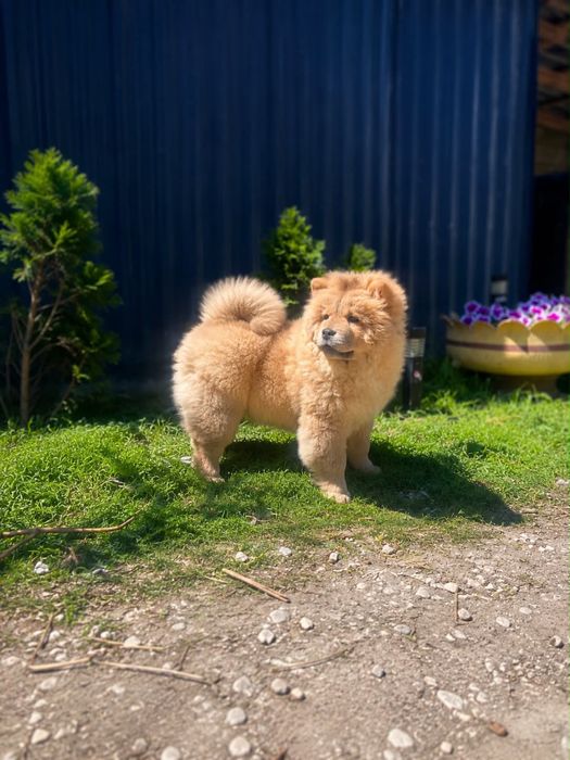 Suczka chow chow !