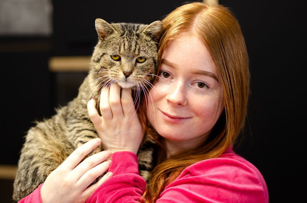 Kot, kocurek, kociak, kocurek szuka domu