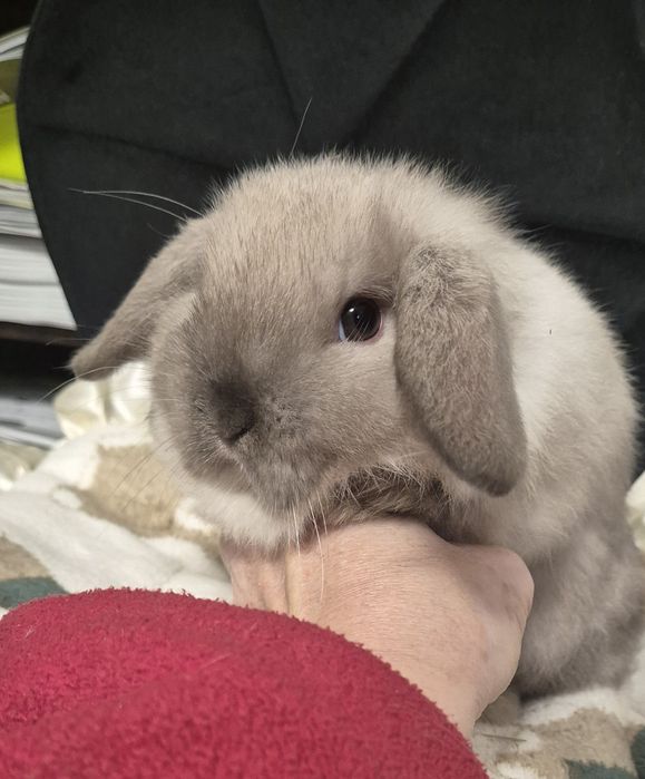 Króliki Mini lop rasowe
