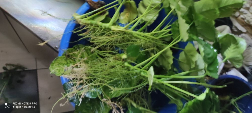 Zamienię anubiasy lub sprzedam