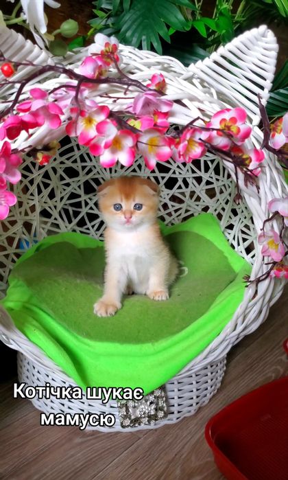 Ласкаві малючки. Кошенята золота шиншила.