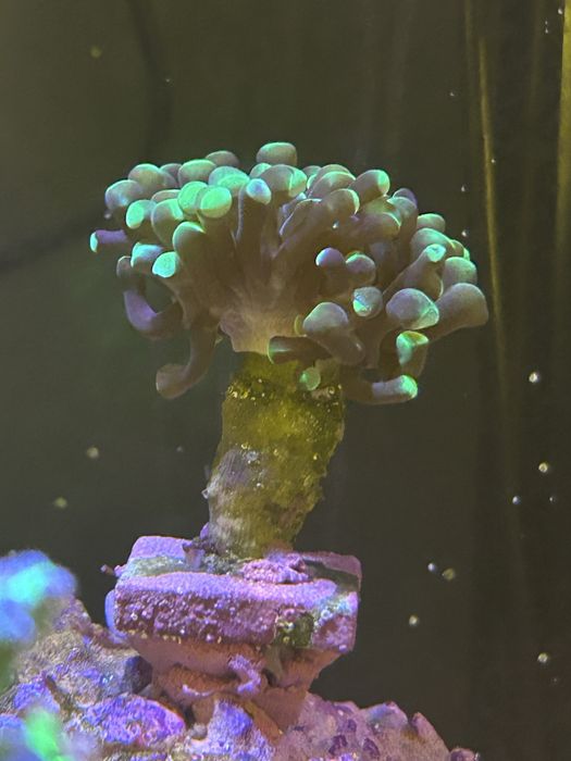 Eufilia roxa das pontas verdes