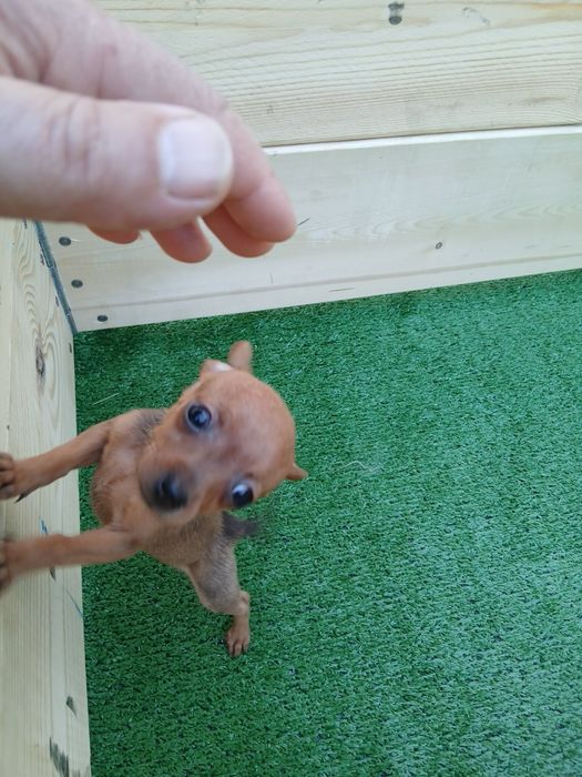 Pinscher  Pinscher