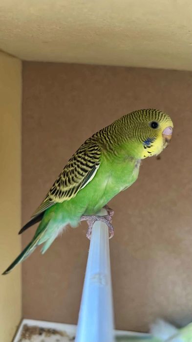 Vendas de Várias Aves