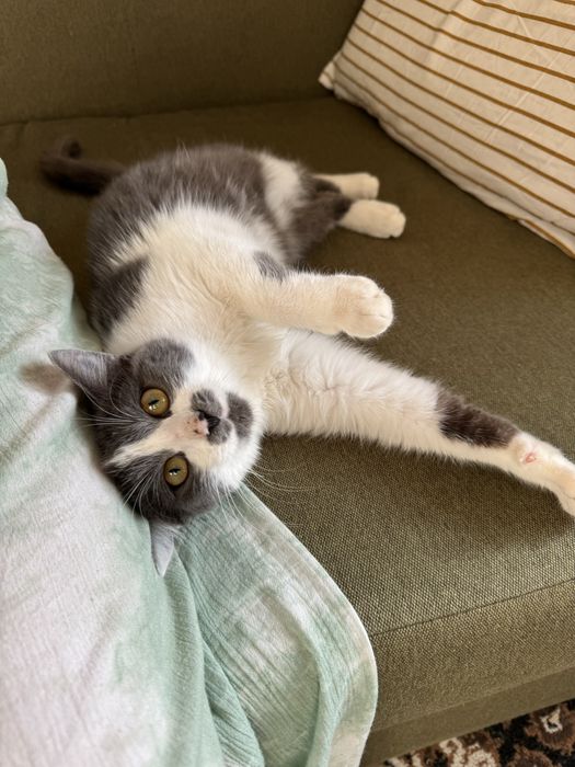 Ласкава дівчинка в пошуках родини