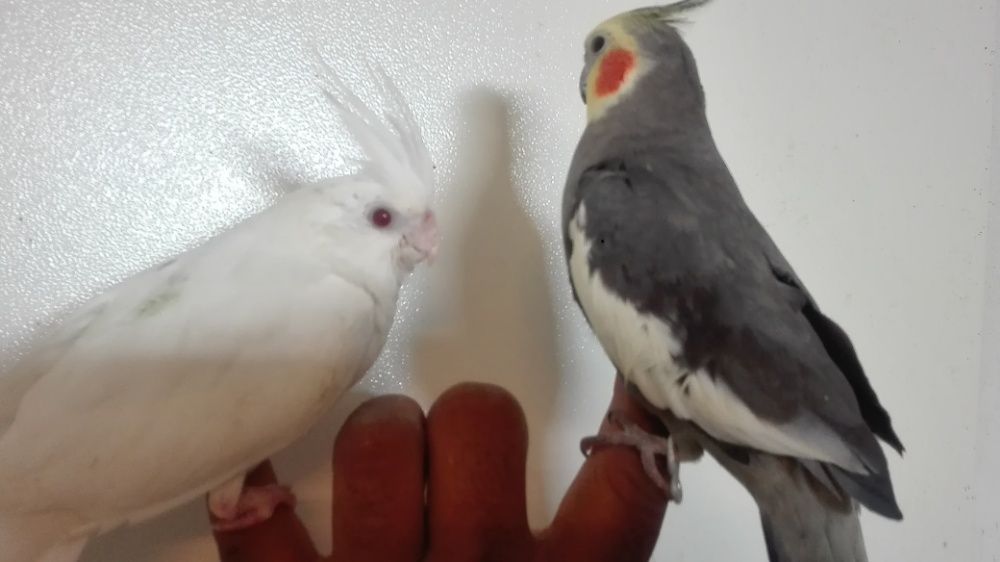 Vendo  agapornis bebés meiguinhos